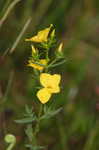 Yellow meadowbeauty